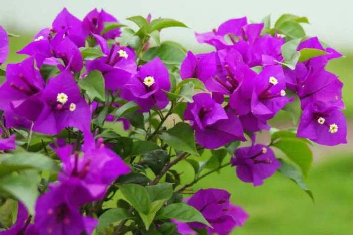 50+ hình ảnh hoa giấy đẹp - Ảnh đẹp hoa giấy
