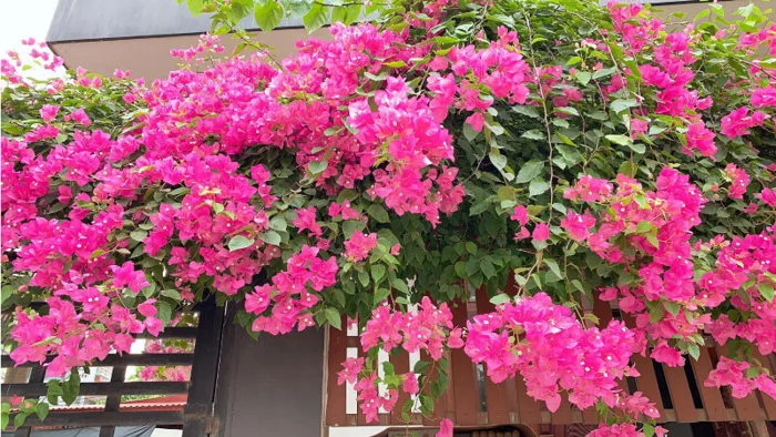 Cây Hoa Giấy – Lâm Nghiệp Sông Kôn
