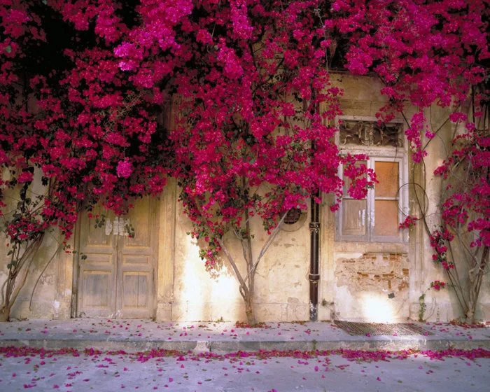 ảnh động teen: Một số hình ảnh đẹp về cây hoa giấy