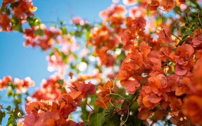 Những hình ảnh hoa giấy đẹp nhất