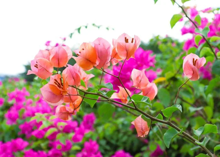Ngắm nhìn những cung đường hoa giấy đẹp hút hồn và đầy thơ mộng
