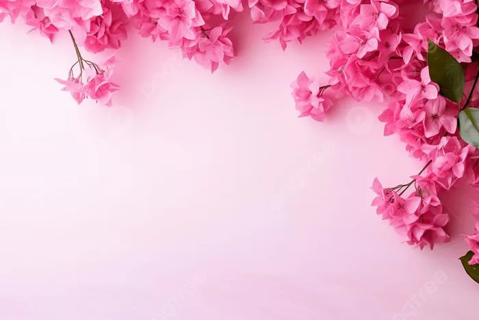 Hình nền Hoa Giấy Màu Hồng Trên Nền đẹp, Hoa, Người Trung Quốc, Trong Suốt  Background Vector để tải xuống miễn phí - Pngtree