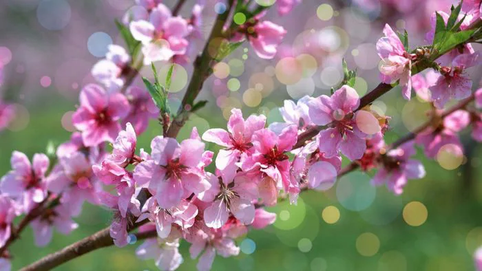 Hình nền hoa đẹp - Bộ sưu tập hình nền, ảnh nền, wallpaper hoa tuyệt đẹp