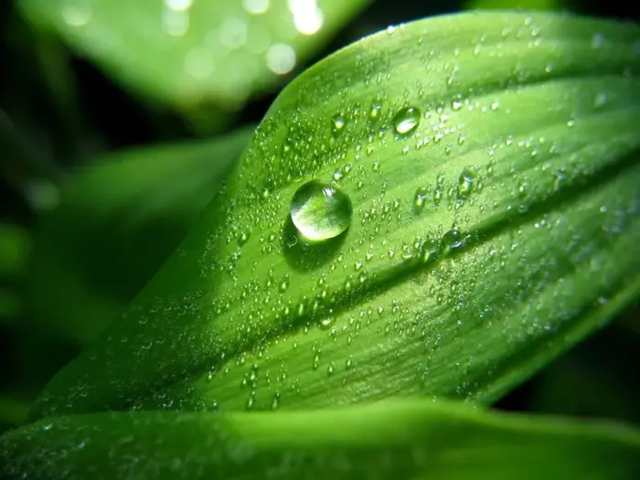 Ngắm nhìn ảnh giọt sương trong veo trên hoa cỏ mỗi sớm mai