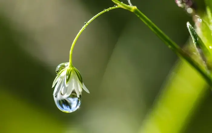 Ngắm nhìn ảnh giọt sương trong veo trên hoa cỏ mỗi sớm mai