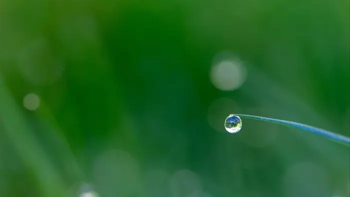 Ngắm nhìn ảnh giọt sương trong veo trên hoa cỏ mỗi sớm mai