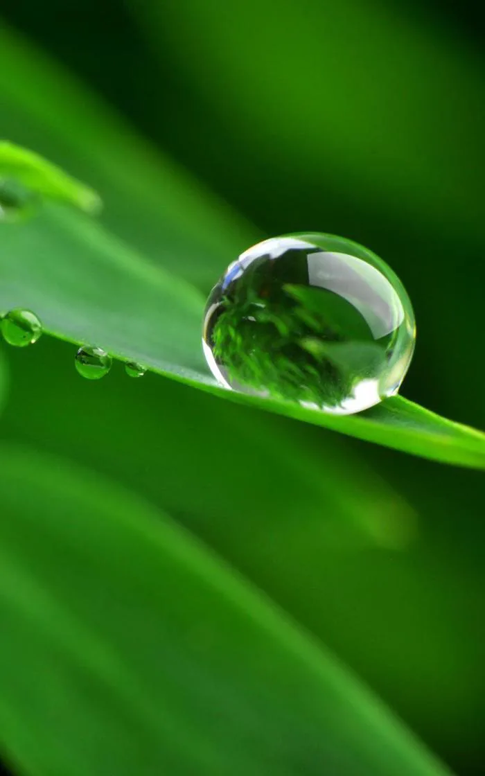 Hình ảnh giọt sương đẹp
