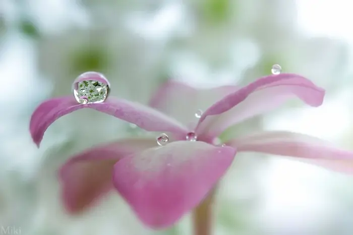 Ngắm nhìn ảnh giọt sương trong veo trên hoa cỏ mỗi sớm mai