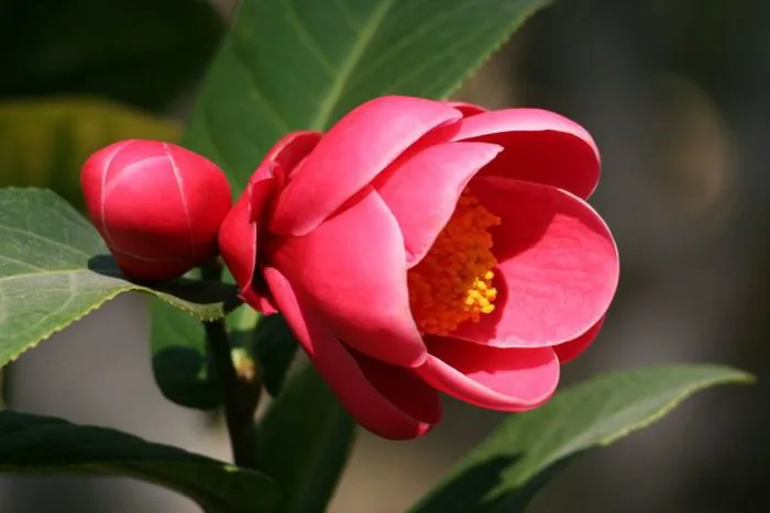hinh-nen-hoa-hai-duong-1