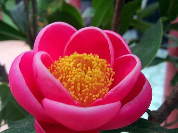 Ý nghĩa Hoa Hải Đường: Tượng trưng cho sự giàu sang, phú quý - FLoLi