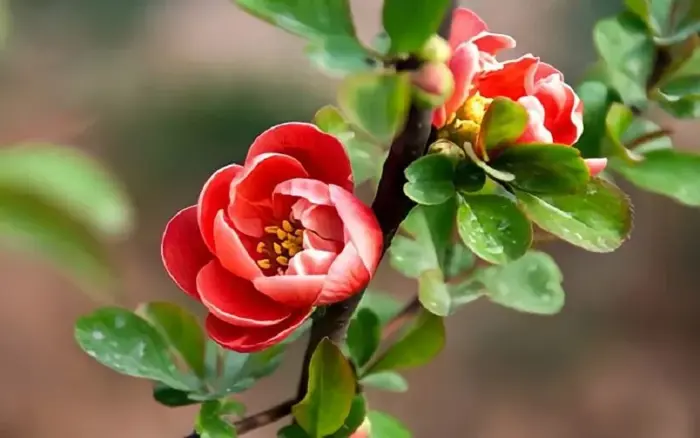 Hoa hải đường: Ý nghĩa phong thủy và cách chăm hoa hải đường