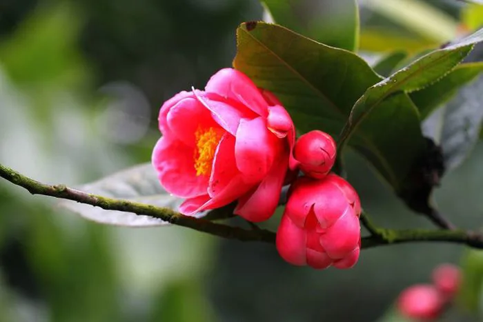 Tổng hợp hình ảnh hoa Hải Đường đẹp nhất