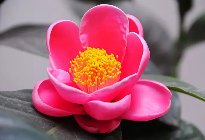 Hoa hải đường: Ý nghĩa phong thủy và cách chăm hoa hải đường