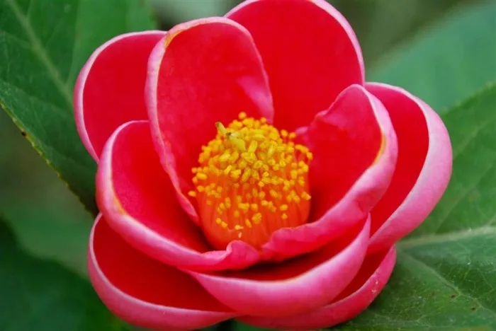 Hoa Hải Đường đẹp - Tổng hợp những hình ảnh hoa Hải Đường đẹp nhất