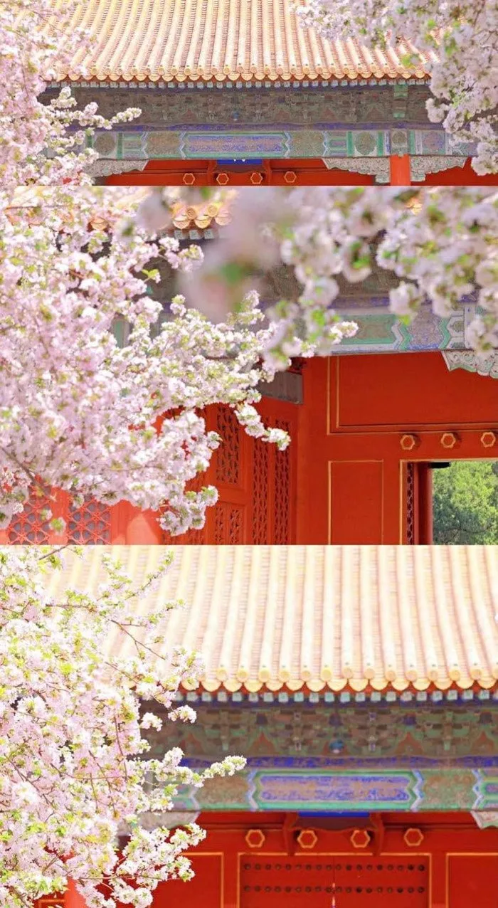 Hoa hải đường nên thơ ở Cố cung vào mùa xuân