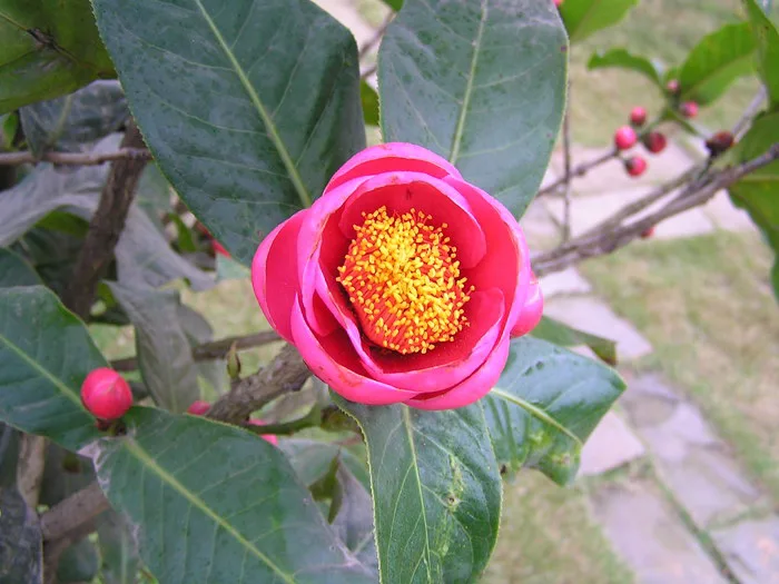 HOA HẢI ĐƯỜNG: Ý nghĩa - Nguồn gốc - Tặng cho ai, dịp nào?
