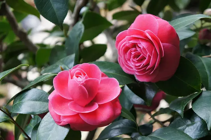 Hoa hải đường: Ý nghĩa phong thủy và cách chăm hoa hải đường