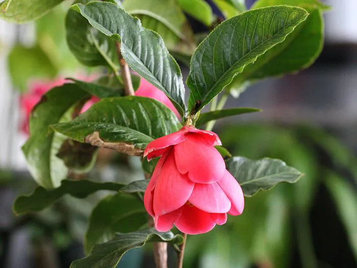 Ảnh đẹp của hoa Hải Đường
