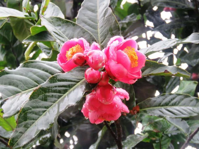 Vẻ đẹp rực rỡ của hoa Hải Đường
