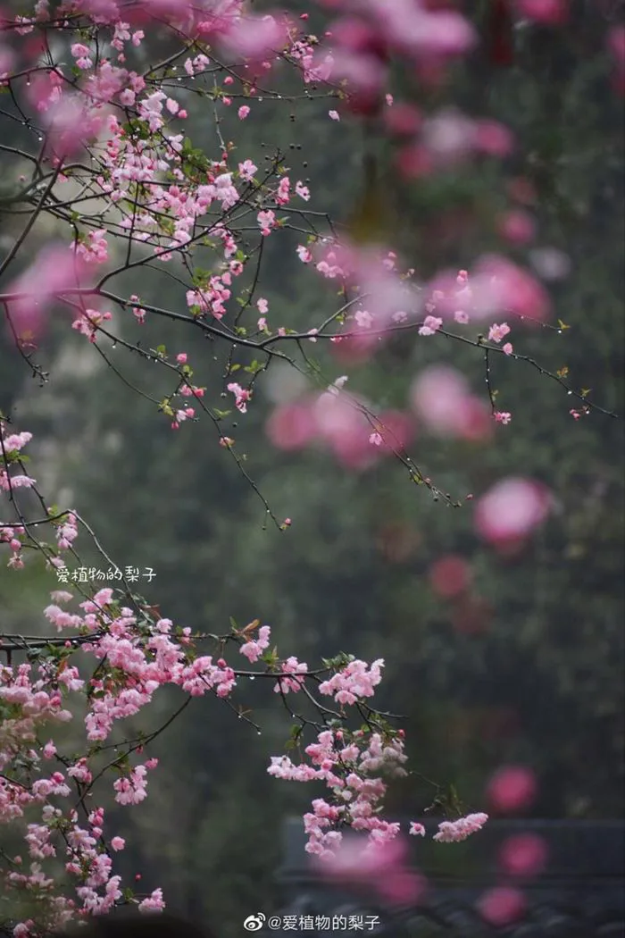 Hải Đường Tây Phủ