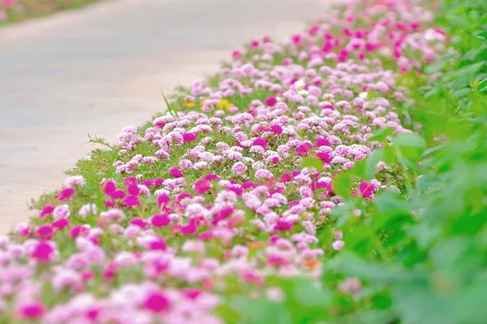 Thêm những hình ảnh tuyệt đẹp về con đường hoa mười giờ gây “sốt” | Báo Dân  trí