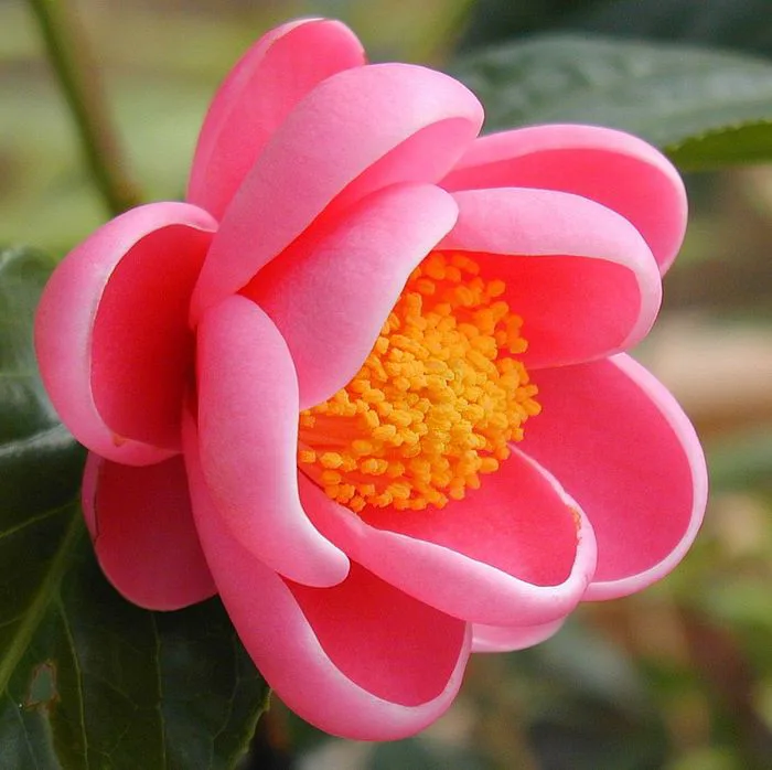 Ảnh đẹp của hoa Hải Đường