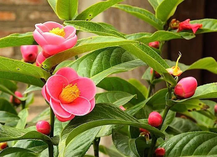 Tổng hợp hình ảnh hoa Hải Đường đẹp nhất