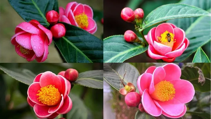 hoa hải đường đỏ cánh kép - Công Ty TNHH Trúc Vũ Farm