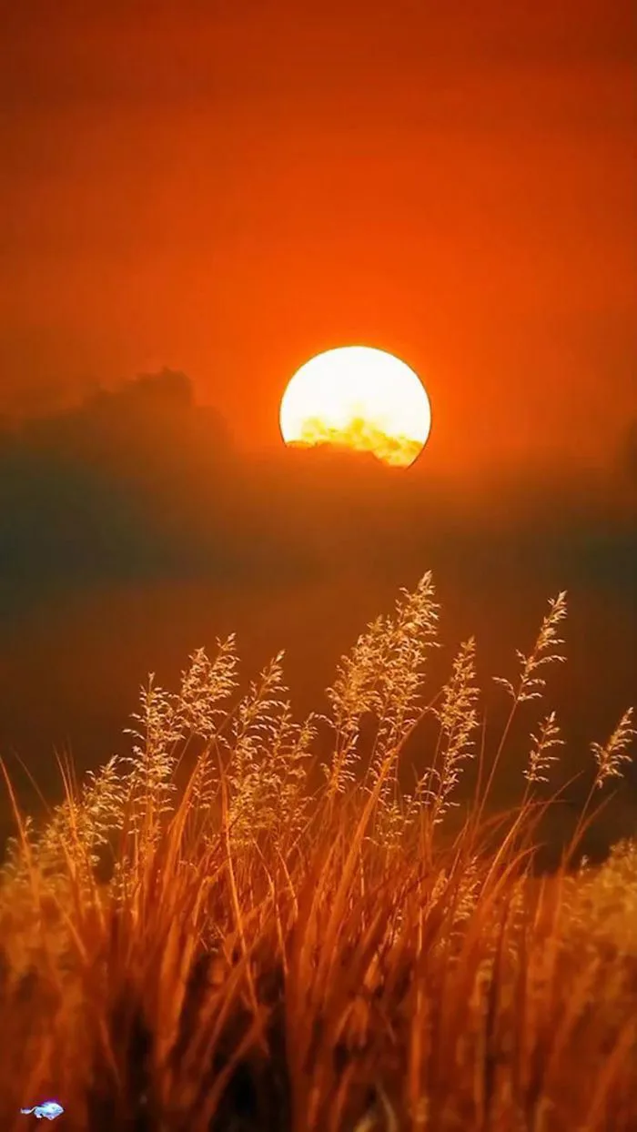Beautiful Scenery at Sunset [Video] | Sun rising video, Sun video  aesthetic, Sunset nature video