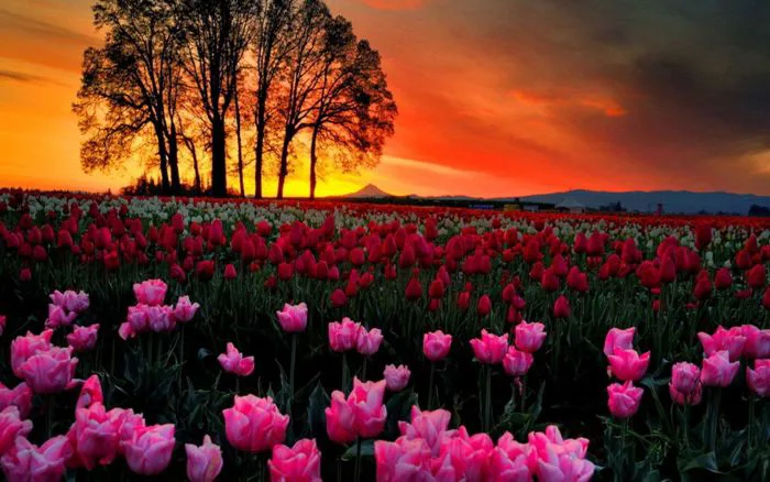 Tổng Hợp Hình Nền Hoa Tulip đẹp Nhất Năm 2025