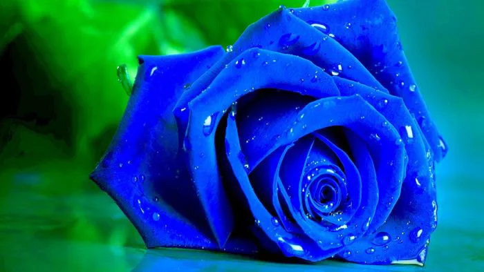Hình nền hoa hồng xanh đẹp mê hồn