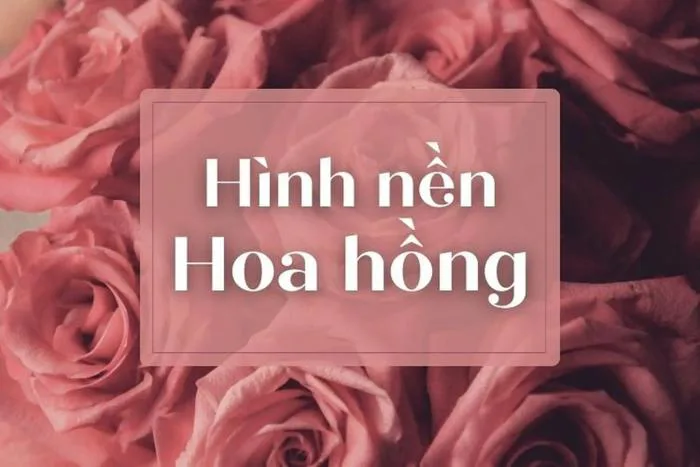 100+ hình nền hoa hồng đẹp nhất dành cho máy tính và điện thoại
