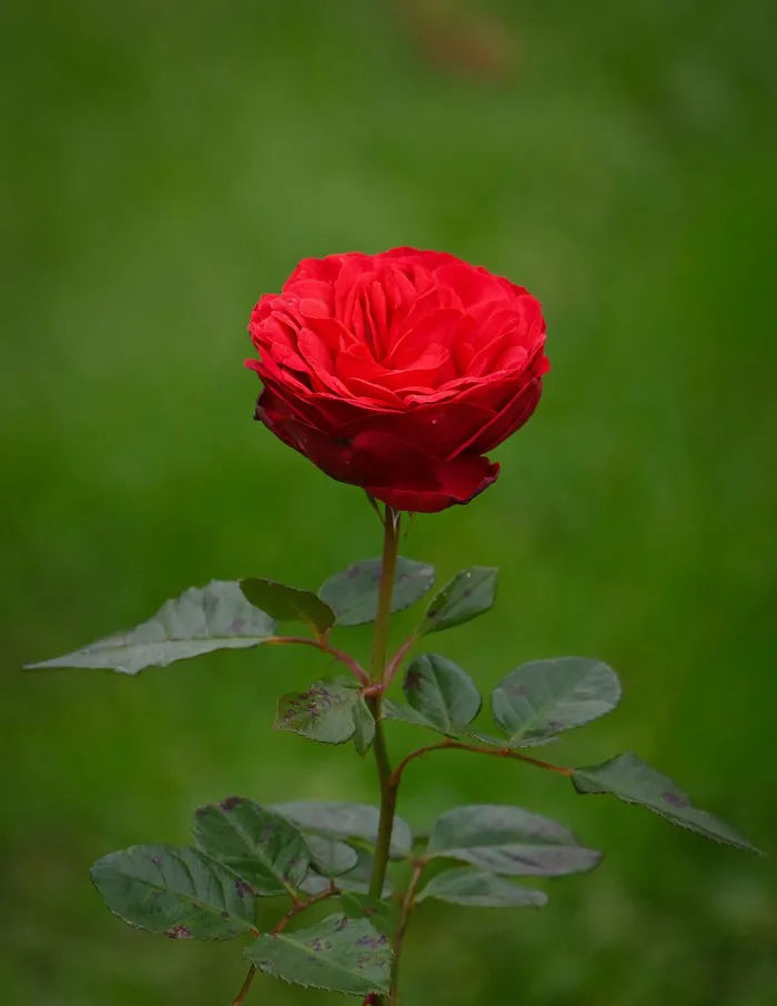 Hoa Hồng Thiên Nhiên Hình Nền - Ảnh miễn phí trên Pixabay