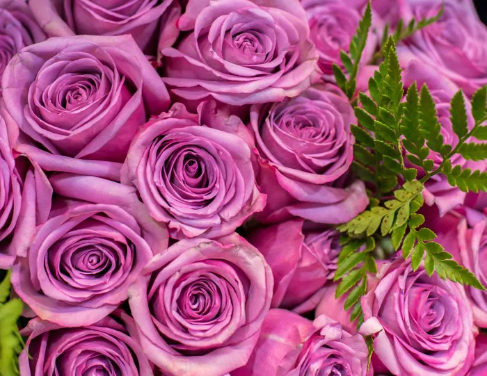 hình ảnh : Hoa hồng, Bouquet, 4k, hình nền, Hồng, Hoa hồng vườn, thực vật  có hoa, bông hồng, thực vật, Rosa centifolia, Cánh hoa, màu tím, Gia đình  tăng, Floribunda, Cắt