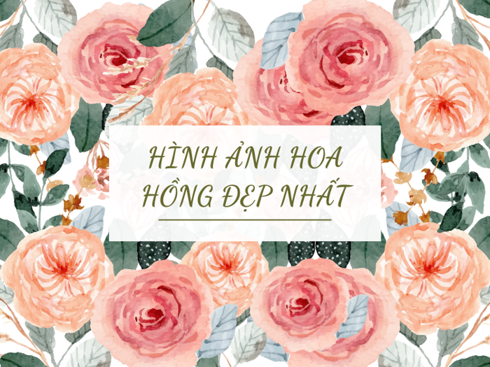 1001+ Hình Ảnh Hoa Hồng Đẹp Nhất Và Mê Hoặc Nhất | Yody 1001+ Hình Ảnh Hoa Hồng Đẹp Nhất Và Mê Hoặc Nhất | Yody