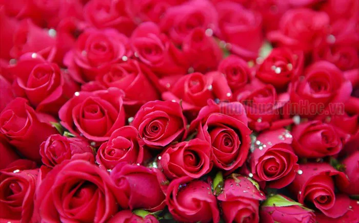 Hình nền hoa hồng nhung tuyệt đẹp Hình nền hoa hồng nhung tuyệt đẹp