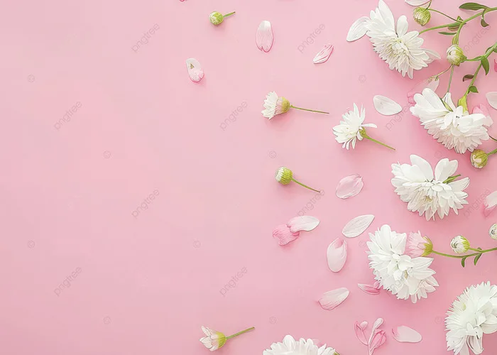 Hoa Và Cánh Hoa Màu Trắng Trên Nền Màu Hồng Pastel Thanh Lịch Ảnh Và Hình  ảnh Để Tải Về Miễn Phí - Pngtree
