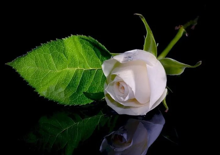 Hoa hồng trắng đám tang, ý nghĩa ảnh hoa hồng trắng nền đen buồn – Flosa