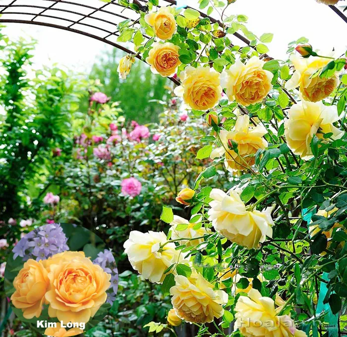 Chiêm ngưỡng những khu vườn hoa hồng vàng đẹp nhất thế giới - Hoa Lá