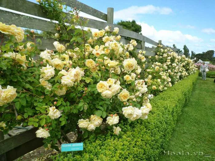 Chiêm ngưỡng những khu vườn hoa hồng vàng đẹp nhất thế giới - Hoa Lá