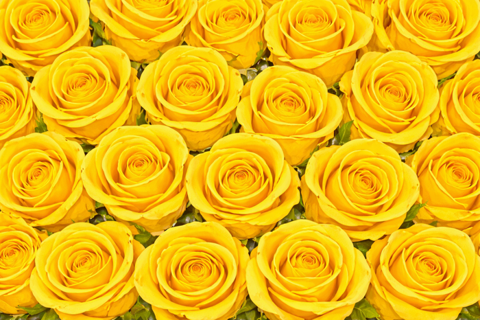 Hoa Hồng Vàng Mô Hình Nền - Miễn Phí vector hình ảnh trên Pixabay