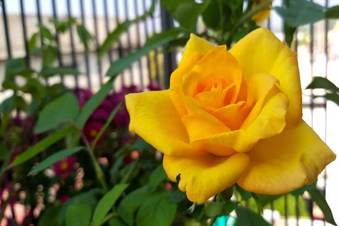 Nắng nở rộ: Hoa hồng vàng 🌼 Hình Nền - Tải xuống điện thoại di động của  bạn từ PHONEKY