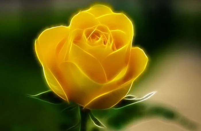 90 Hình Ảnh Hoa Hồng Vàng Đẹp - Ý Nghĩa và Hình Nền HD | Golden rose