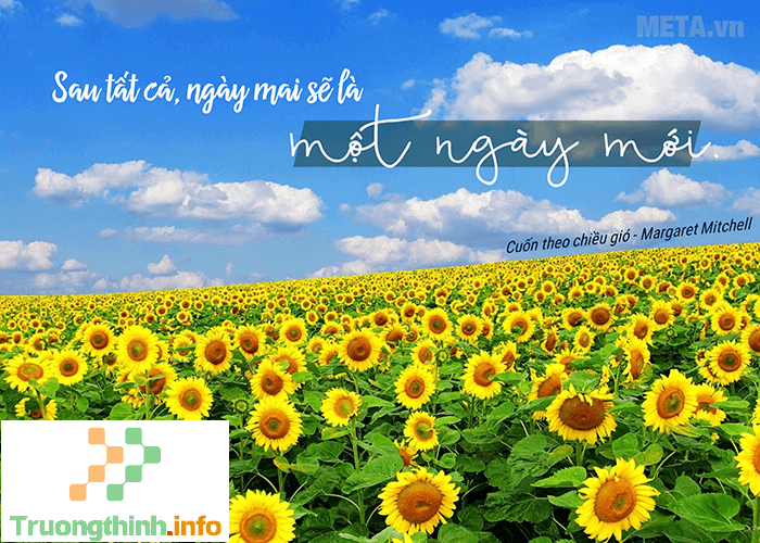 1️⃣】 Ảnh hoa hướng dương đẹp, buồn, ý nghĩa thay lời muốn nói ™