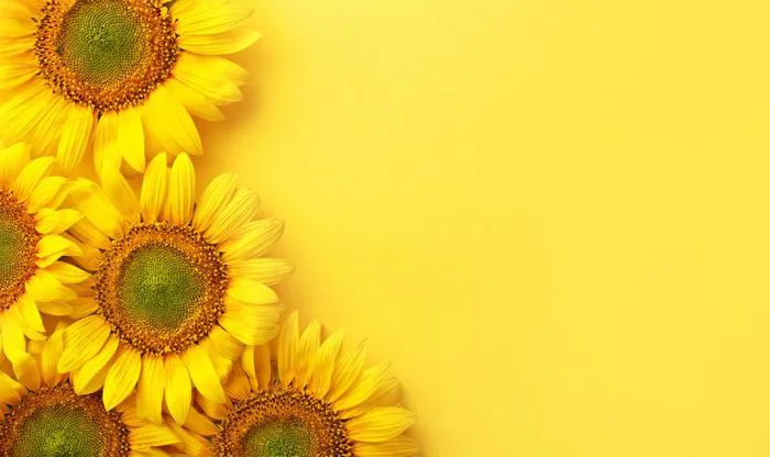 TOP 101+ Hình nền hoa hướng dương ĐẸP NHẤT, 4K cho điện thoại, máy tính