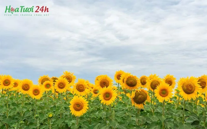 Top 5 loài hoa tượng trưng cho sự hy vọng và sự tự do