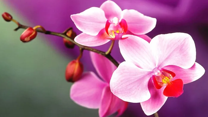 Top 11 Loài Hoa Tượng Trưng Cho Sự Hy Vọng