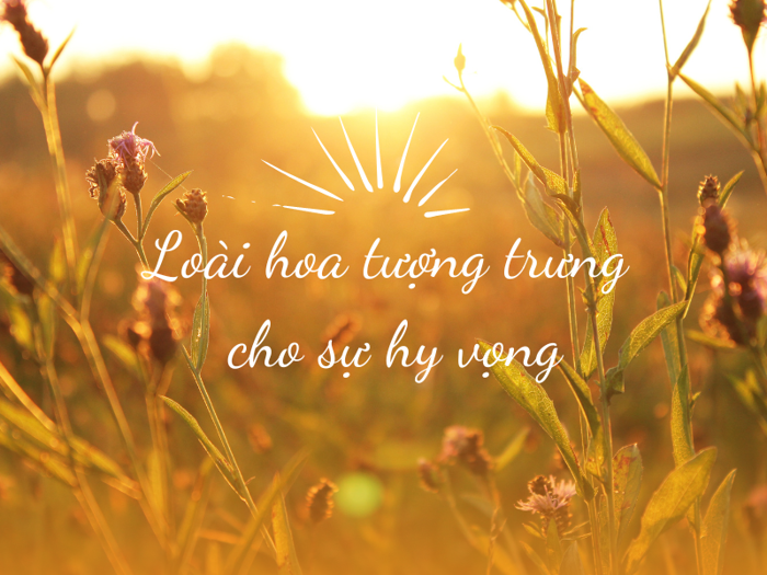 Top 5 Loài Hoa Tượng Trưng Cho Sự Hy Vọng Và Tự Do 2026 – Flosa