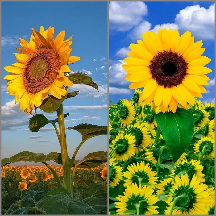 Hình nền hoa hướng dương cho iPhone đẹp, các bạn không thể bỏ lỡ