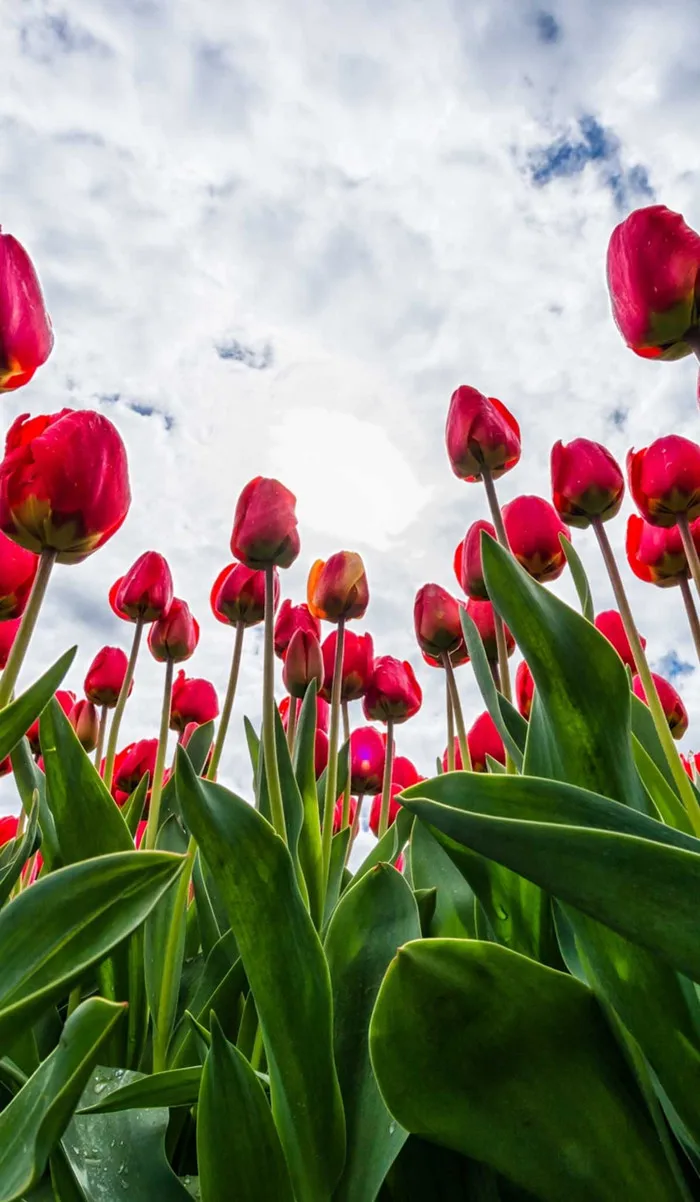 50+ hình nền hoa tulip cho điện thoại đẹp & ý nghĩa (Full-HD, 4K)